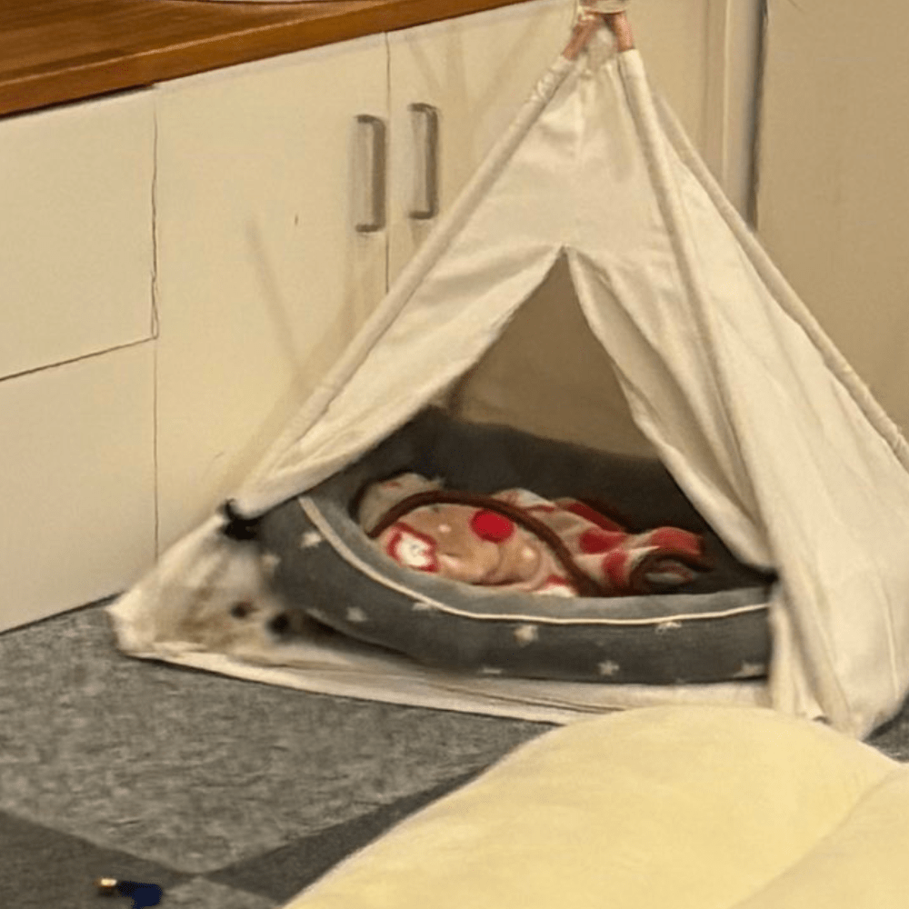 ベッドの下に隠れています（＠24pecheさんより提供）