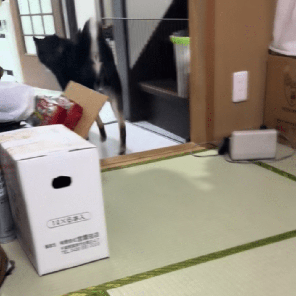 怒られないうちに逃げなくっちゃ！（＠kotechu.1さんより提供）