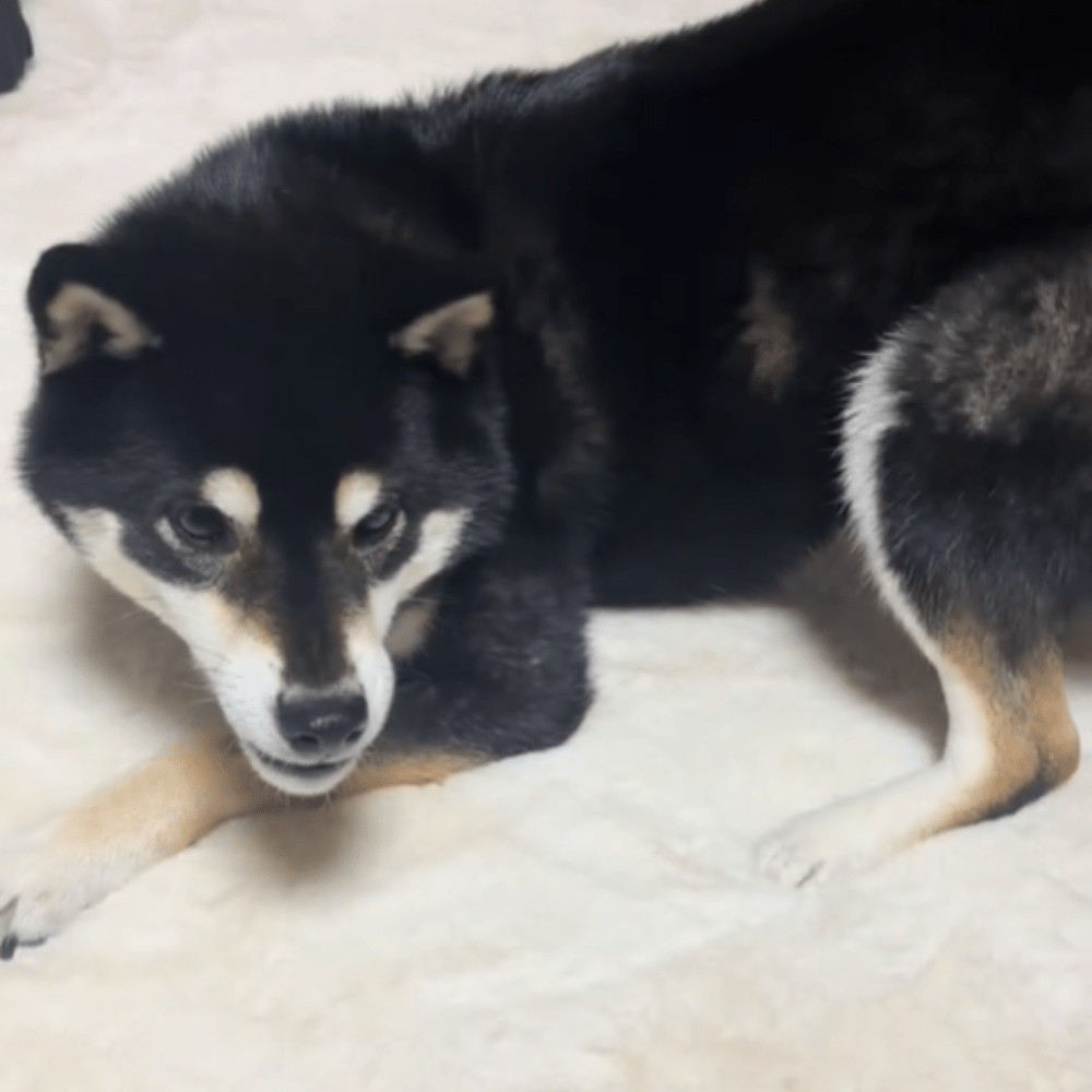 いつも癒しと笑顔をくれる我が家のアイドル（＠kotechu.1さんより提供）