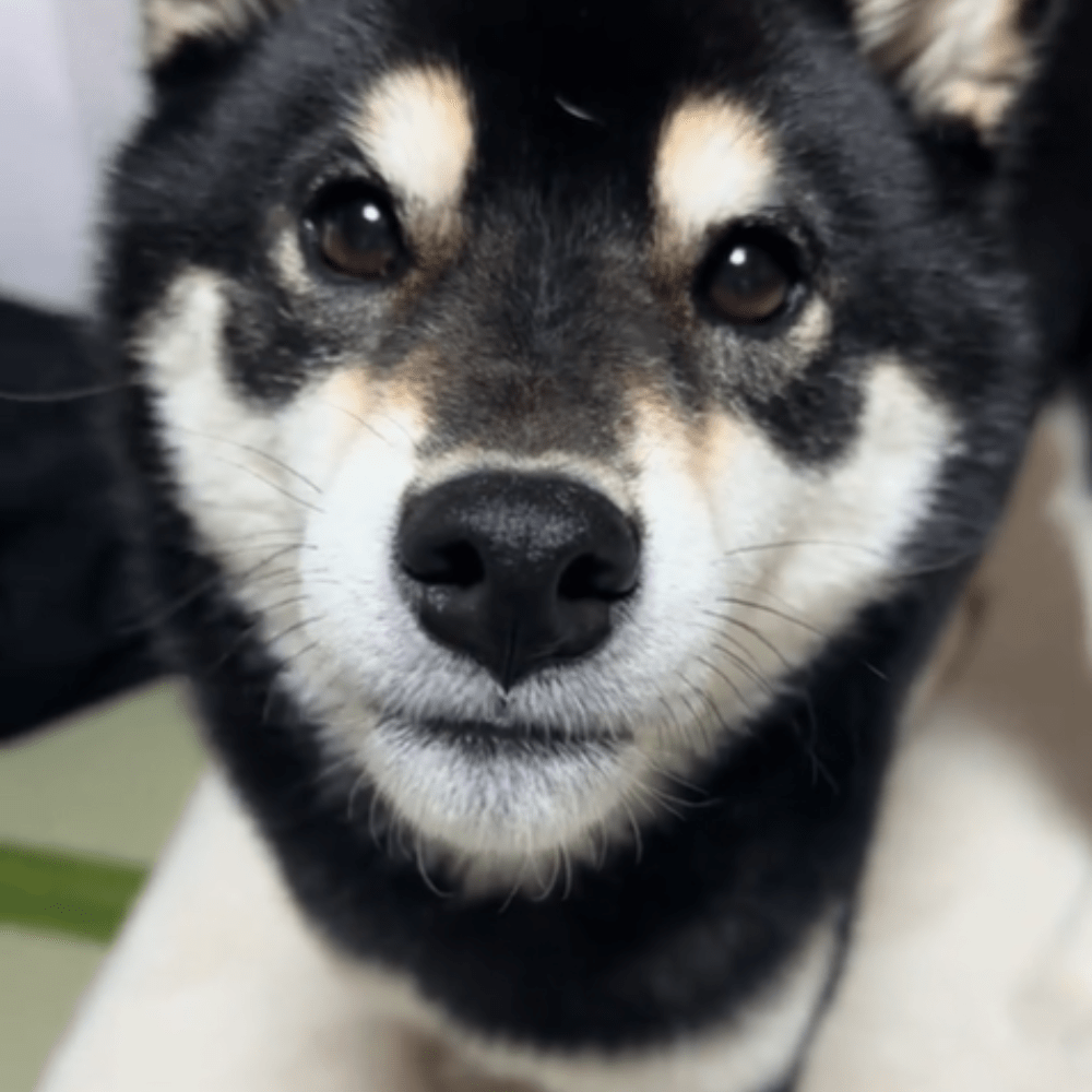 【実際の写真5枚】　飼い主さんが見た光景