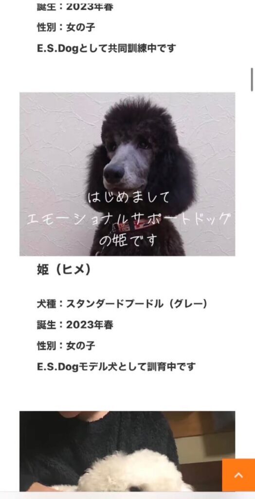 エモーショナルサポートドッグのひめ子ちゃん（＠muchikofujiwaraさんより提供）