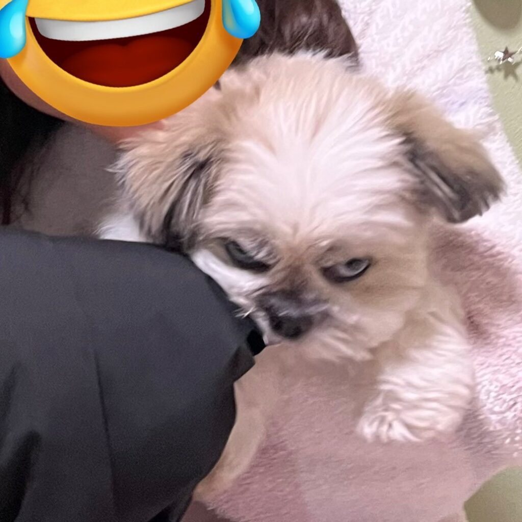 愛犬の表情をよく見ると…（@chaako200603さんより提供）