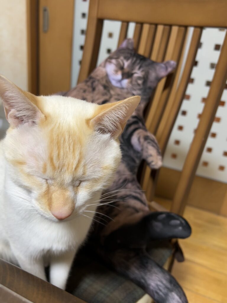 猫クッションのそばに…（@amechan_amenboさんより提供）