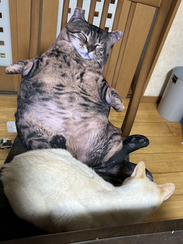 寄り添って寝るノリちゃん（@amechan_amenboさんより提供）