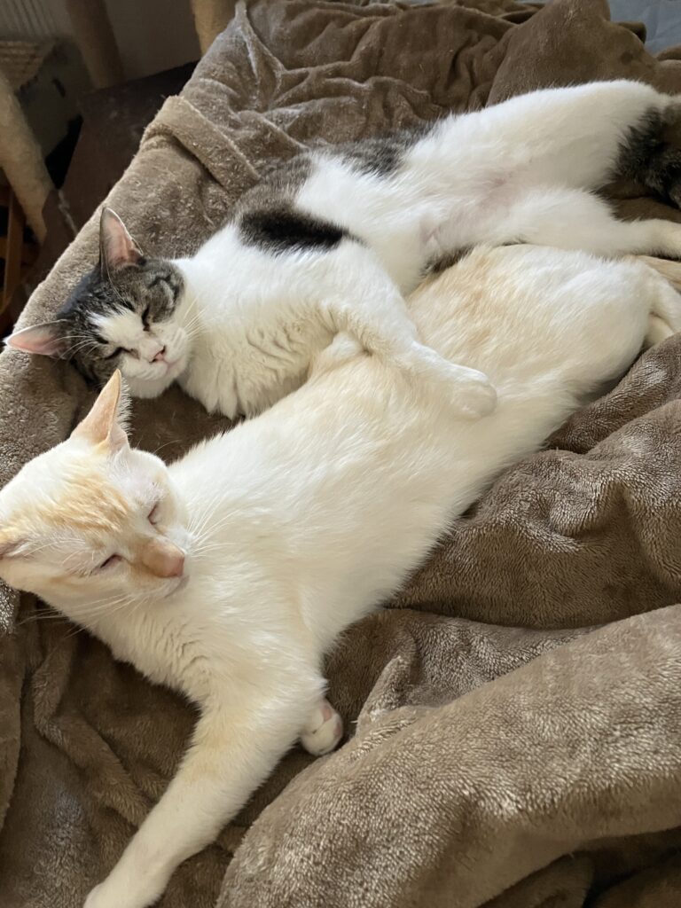 のんびりする猫ちゃん（@amechan_amenboさんより提供）