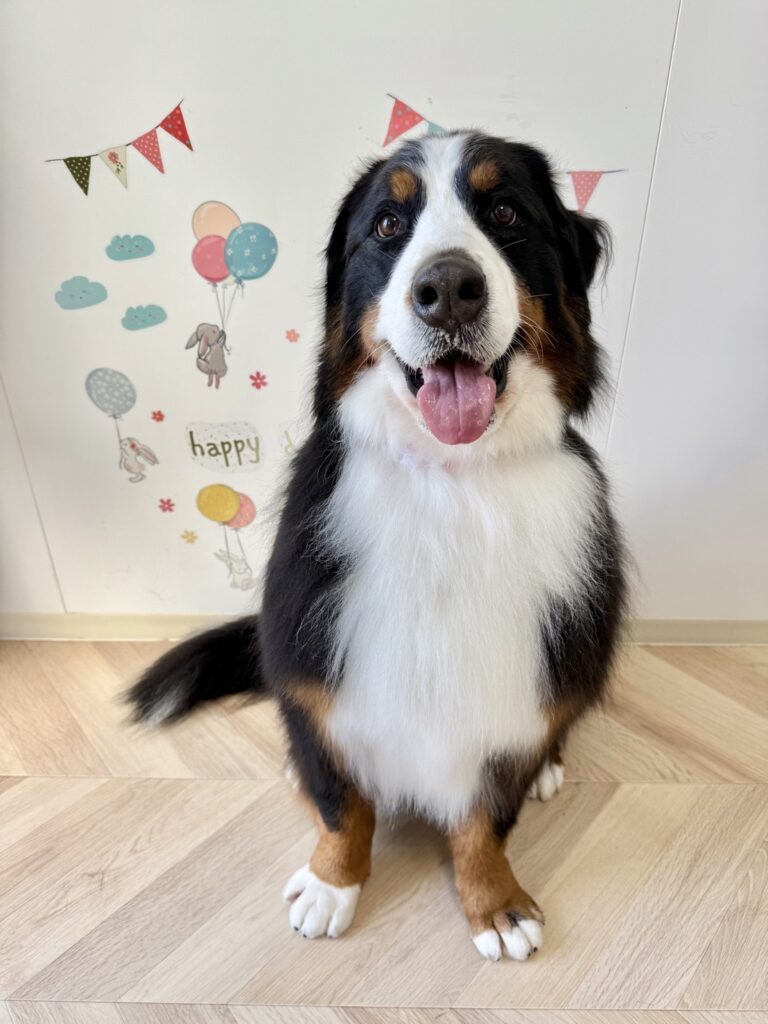 みんなの人気者（＠lindt2222さんより提供）