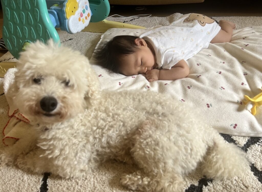 カメラ目線のワンちゃん（＠qooqoopoo0101さんより提供）