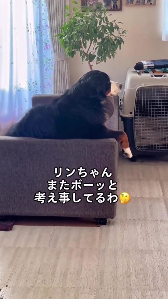 【実際の写真5枚】　飼い主さんが見た光景