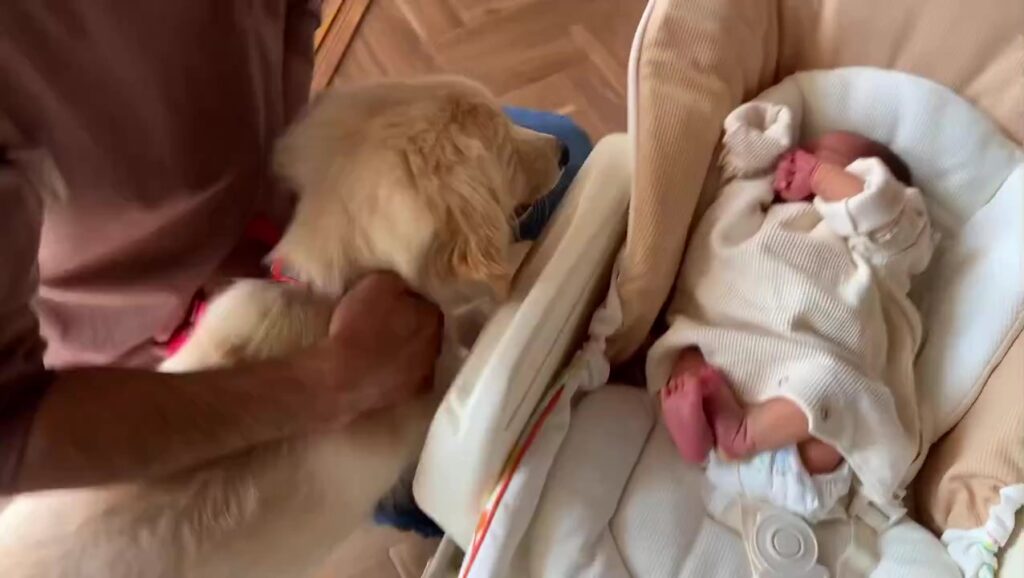 赤ちゃんのころから一緒（＠muu_goldenさんより提供）