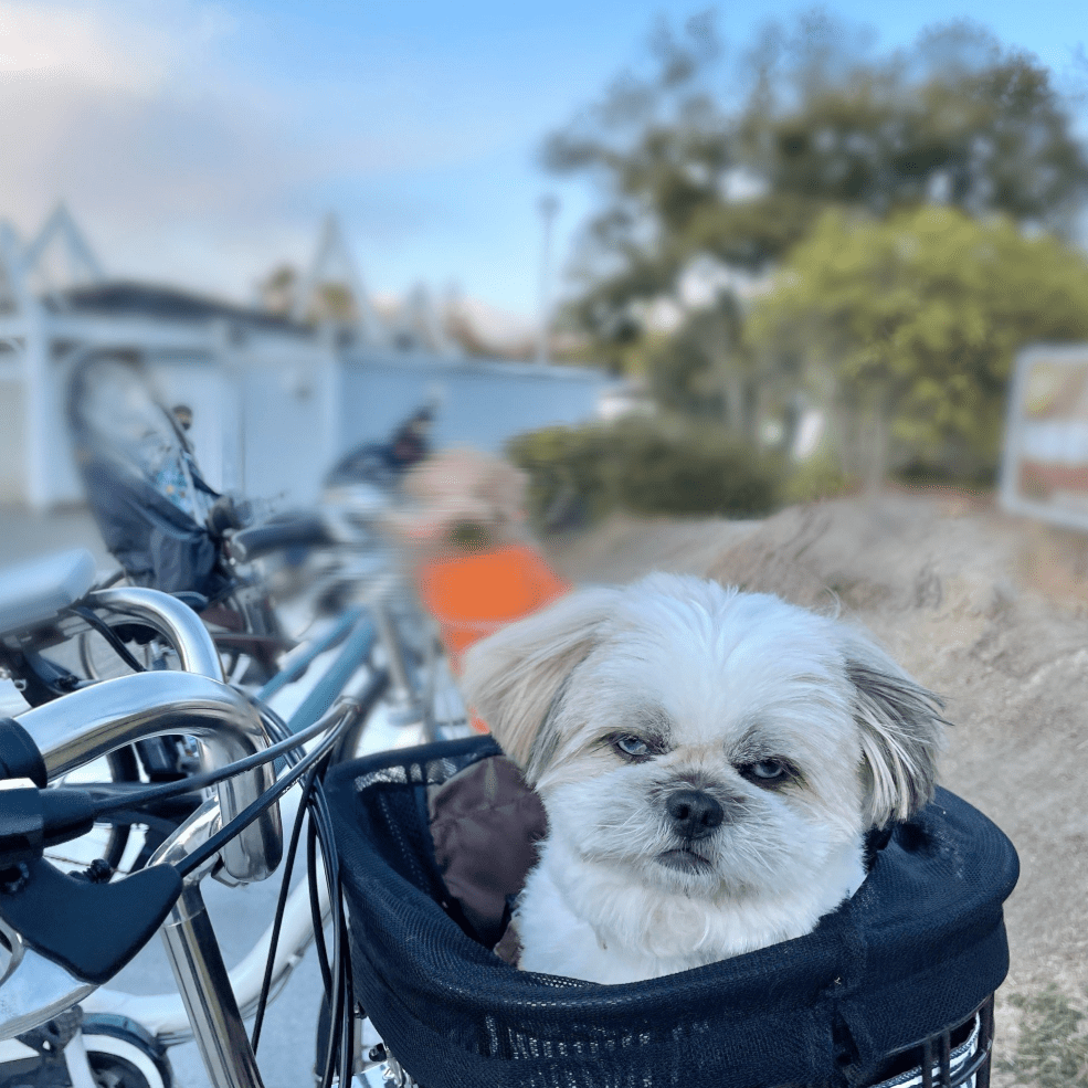 カメラ目線（@chaako200603さんより提供）