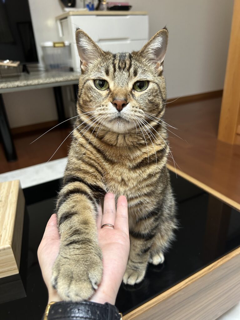 とても賢い猫ちゃん（＠00__asさんより提供）