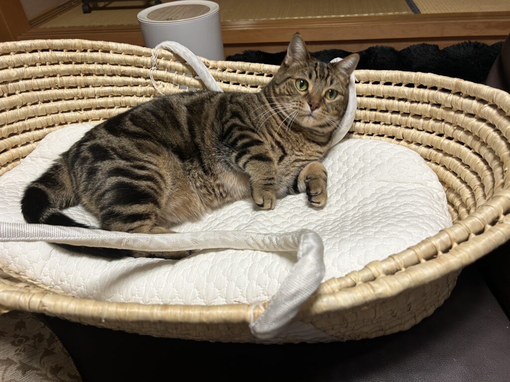 しっかりカメラ目線（＠00__asさんより提供）