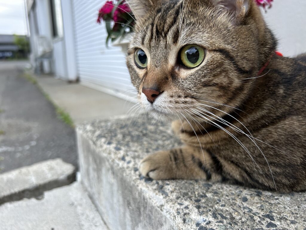 寂しがりな一面も（＠00__asさんより提供）