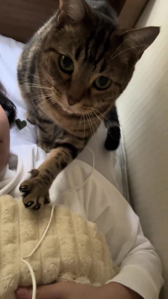 【実際の写真5枚】　飼い主さんが見た光景