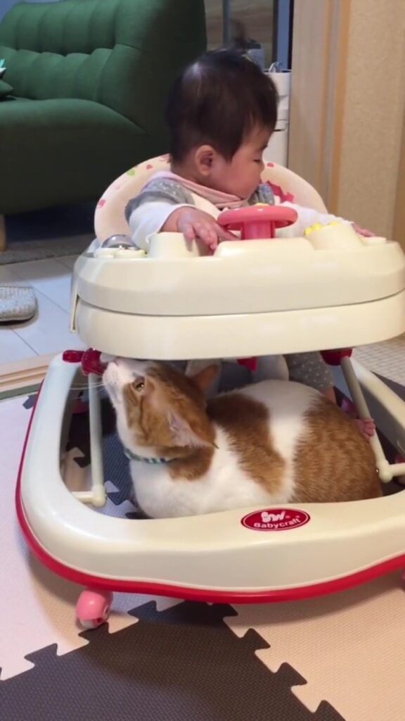 いつも近くに（＠hassaku0804さんより提供）