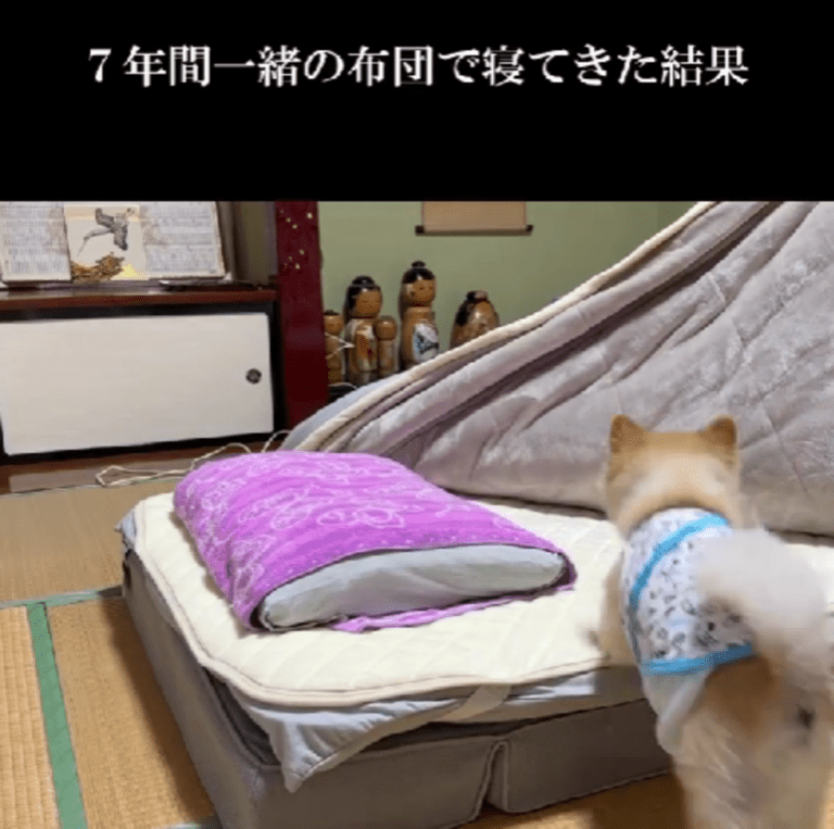 愛犬と7年間一緒に寝たら…「凄い」「天使です」の声