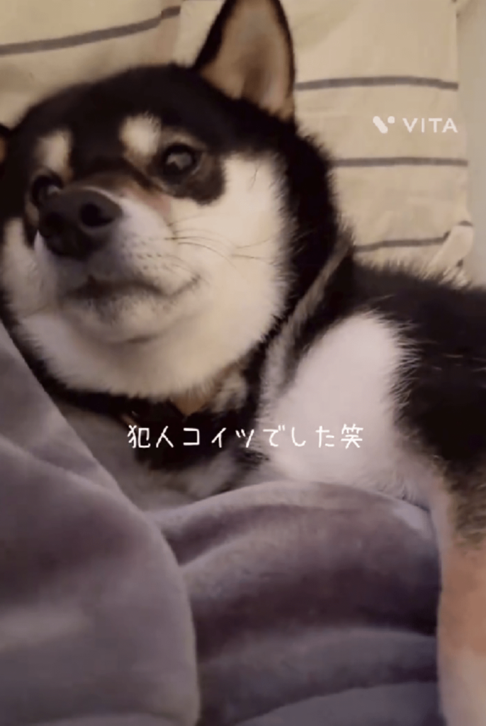 なんと、正体は愛犬きびくん！（@kibitan_shibaさんより提供）