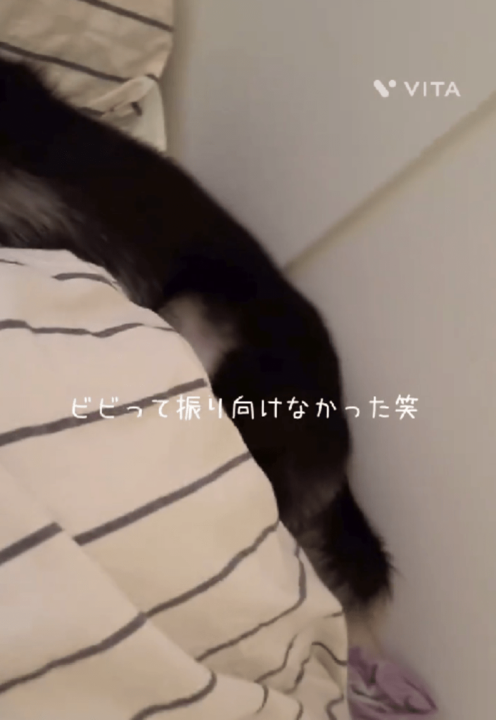 いびきの正体は…（@kibitan_shibaさんより提供）