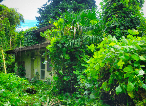 開拓前の様子（藤田さんより提供）