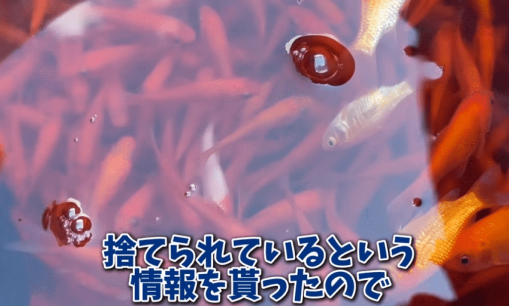 金魚が用水路に…（@emaschannel6853さんより提供）