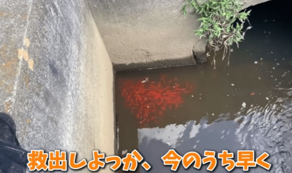 可能な限り救うことに（@emaschannel6853さんより提供）