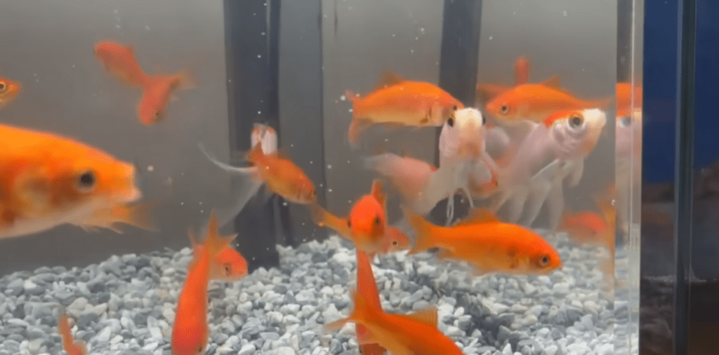 家で保護された金魚たち（@emaschannel6853さんより提供）