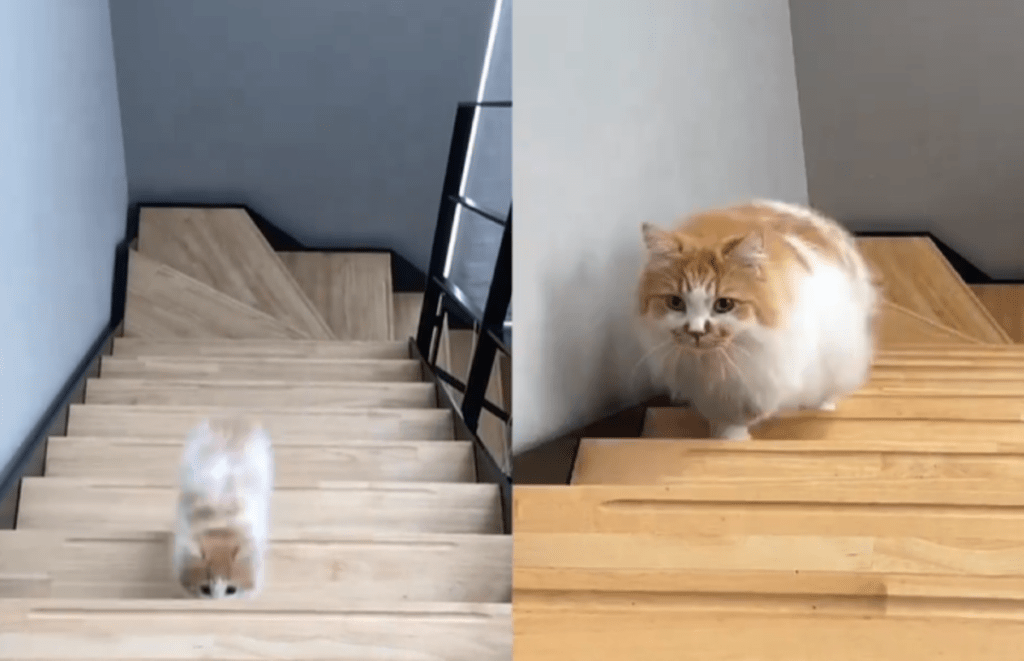 4年で体重が10倍になったぽてちくん（@potechi_nikkiさんより提供）