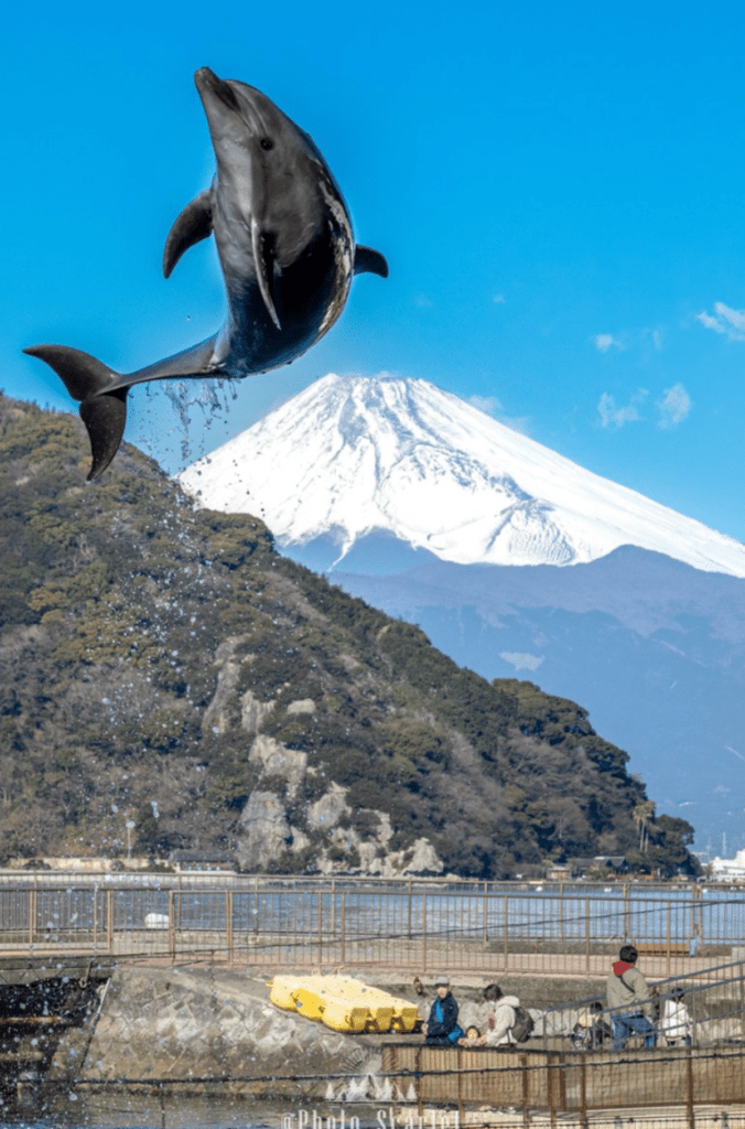 【実際の写真5枚】　写真に写ったもの