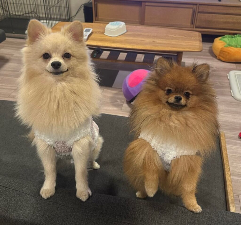 仲良く並んで（@mirumo__ponさんより提供）