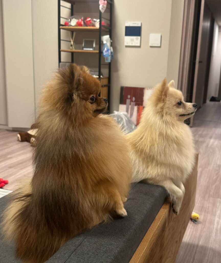 2匹で同じポーズ（@mirumo__ponさんより提供）