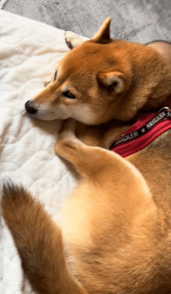 まるで見守っているかのよう（@nishimura.flamingoさんより提供）