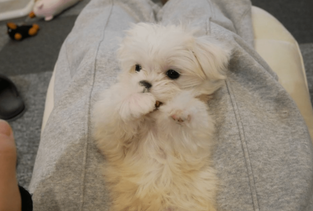 やんちゃで元気いっぱい（＠24pecheさんより提供）