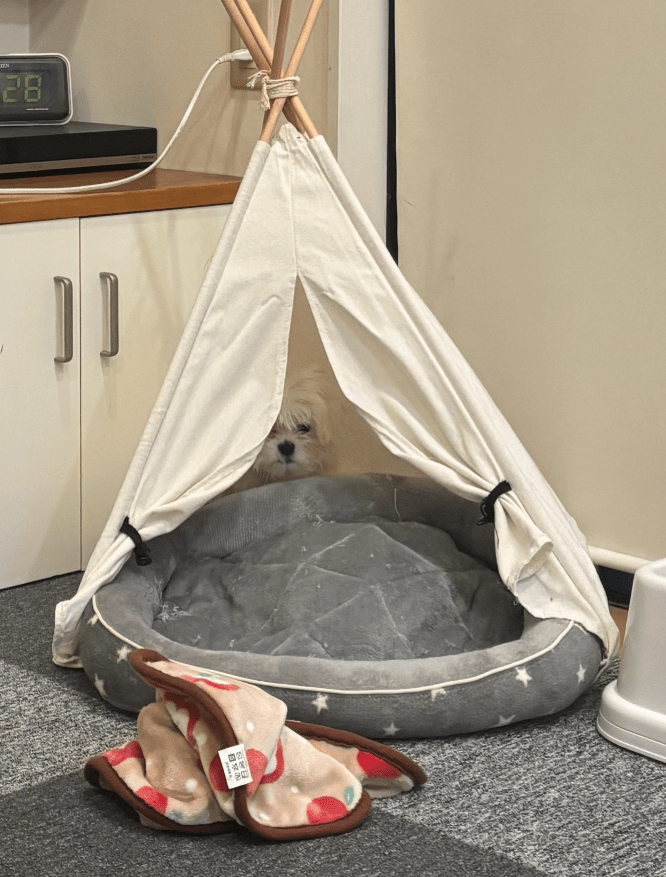 ジーっと見てます（＠24pecheさんより提供）