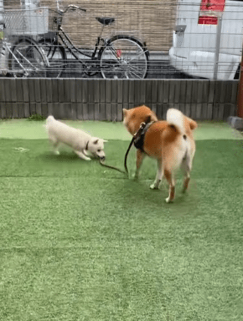 しかし4ヶ月ほど経つと…（@mamechiyo728さんより提供）