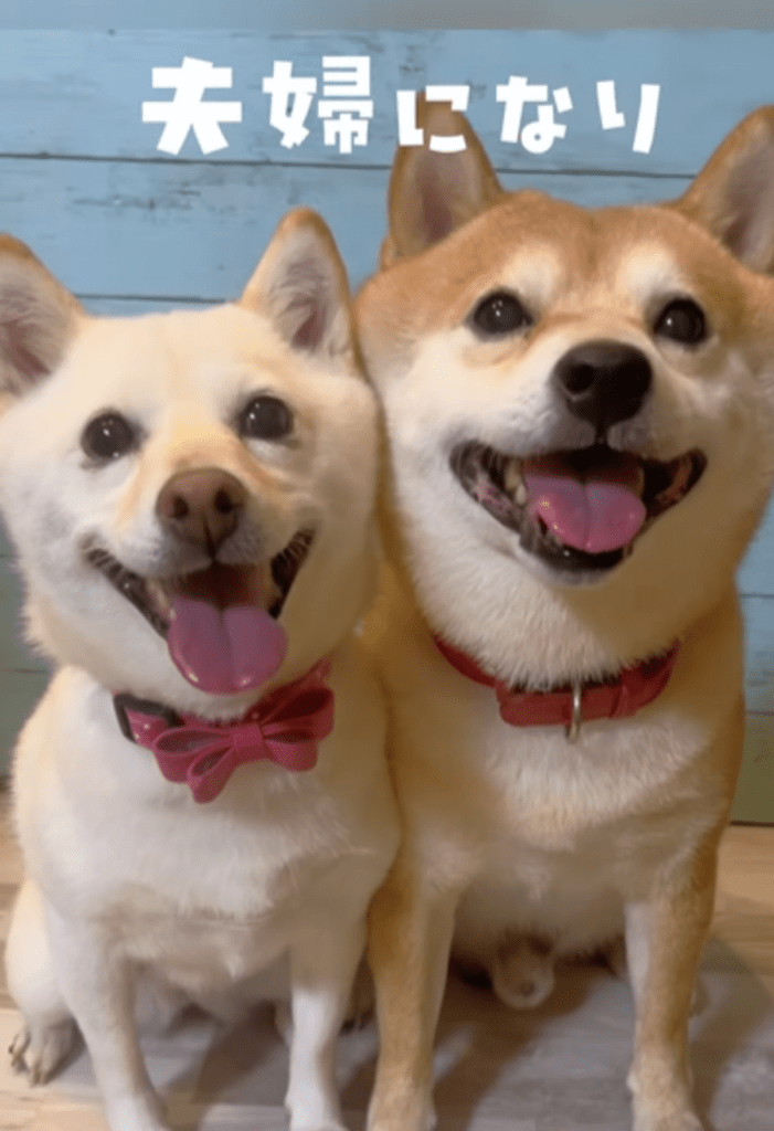 そして…（@mamechiyo728さんより提供）