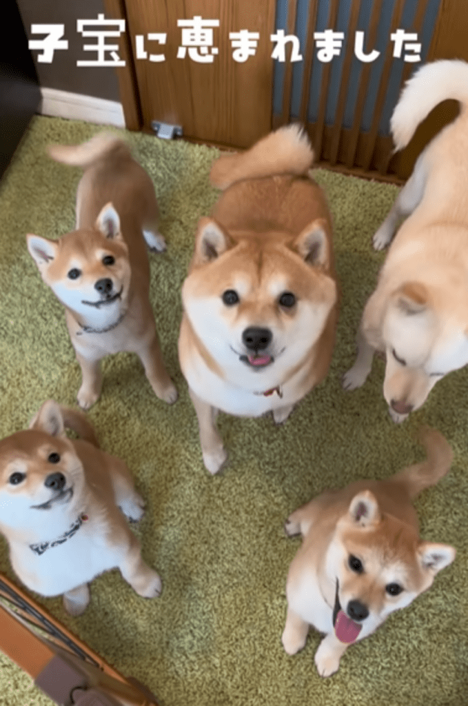 子犬も生まれ…（@mamechiyo728さんより提供）