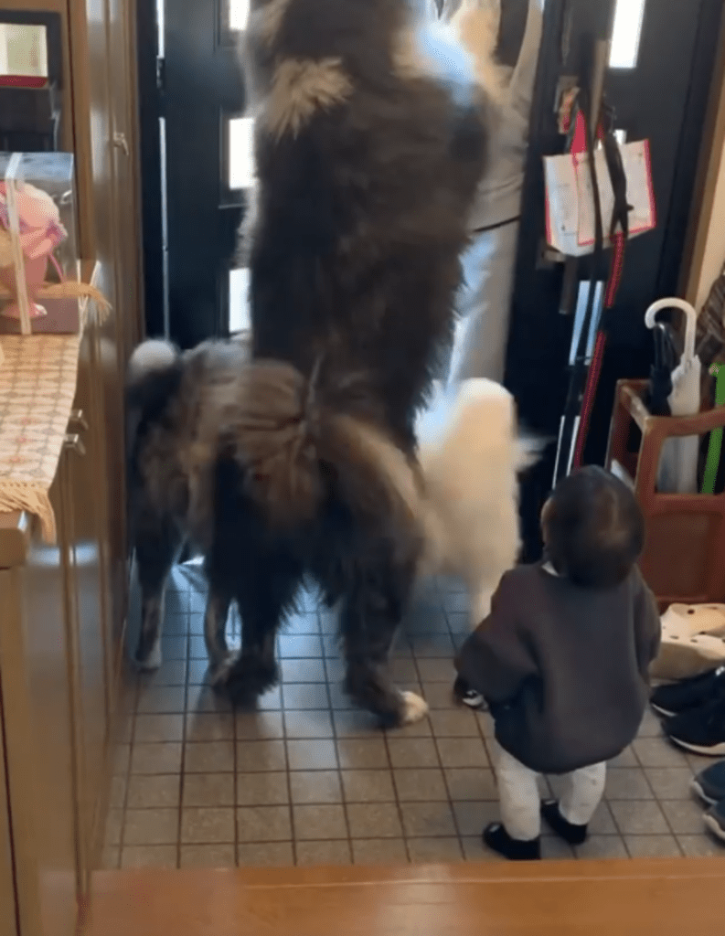 飛びついてきて…（@komaci20さんより提供）