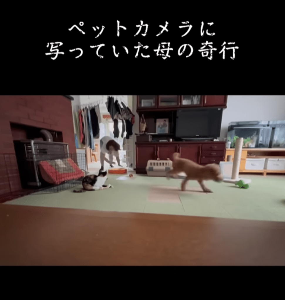 追いかけているのは…（@ICHINICOさんより提供）