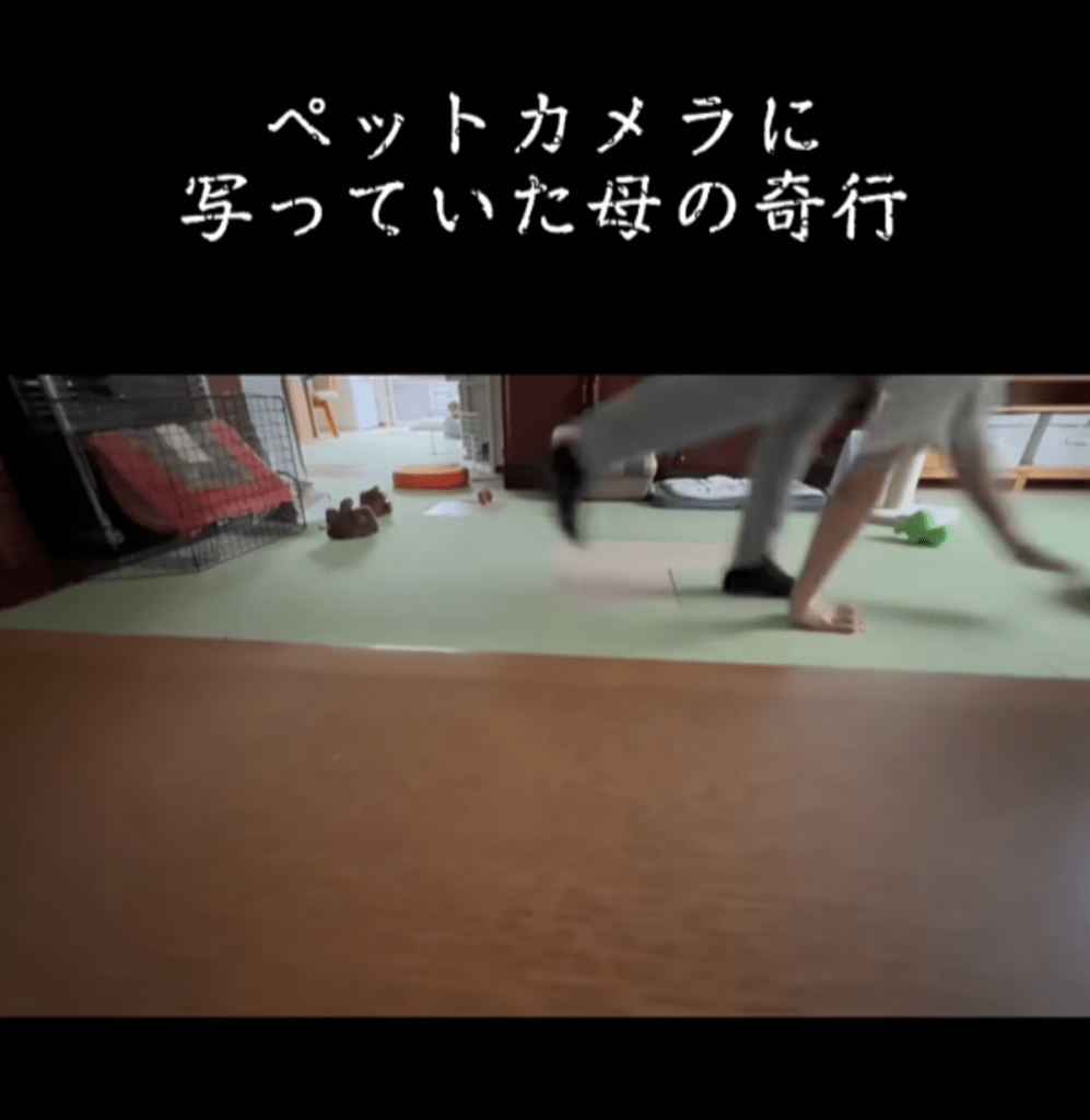 きれいな四足歩行！？（@ICHINICOさんより提供）