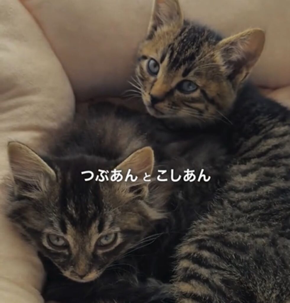 つぶあんちゃんとこしあんちゃん（＠jamiee294さんより提供）