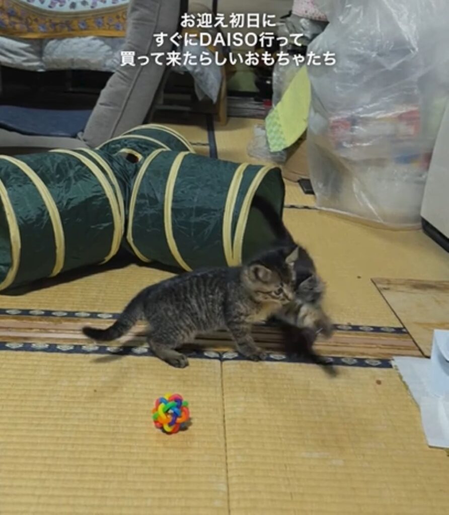 すぐに購入したおもちゃ（＠jamiee294さんより提供）