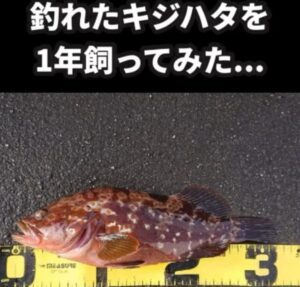 海で釣った魚　1年後の姿に「え、、？」「賢い」「可愛い、、」「愛嬌がある」「愛着湧きますね」