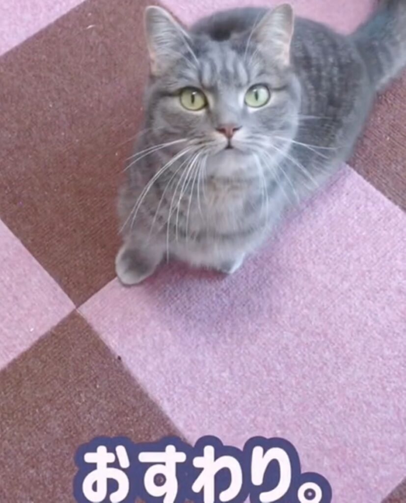 【実際の写真9枚】　飼い主さんが見た光景