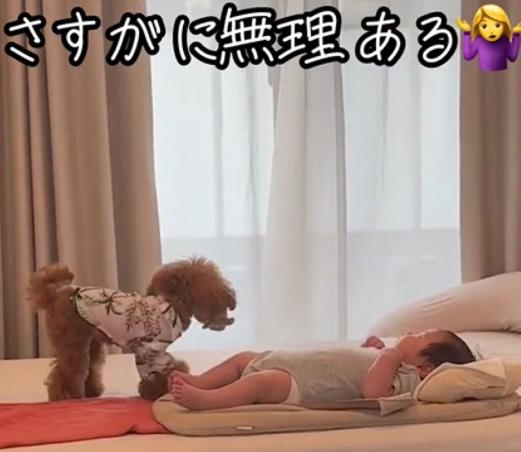 【実際の写真5枚】　飼い主が見た光景