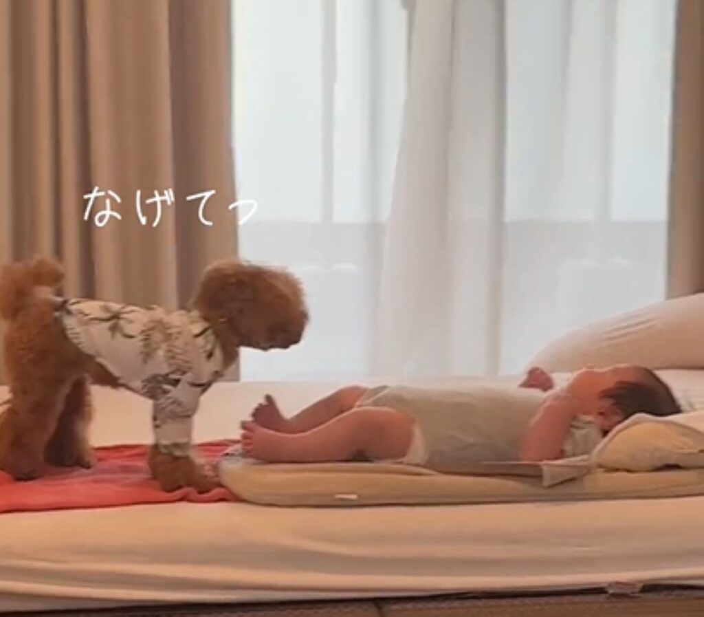 投げてもらうのを待つワンちゃん（＠eri_j07さんより提供）