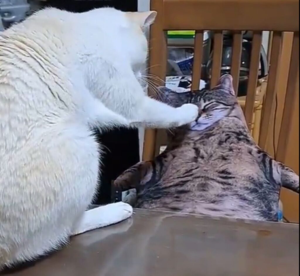 【実際の写真6枚】　飼い主が見た光景