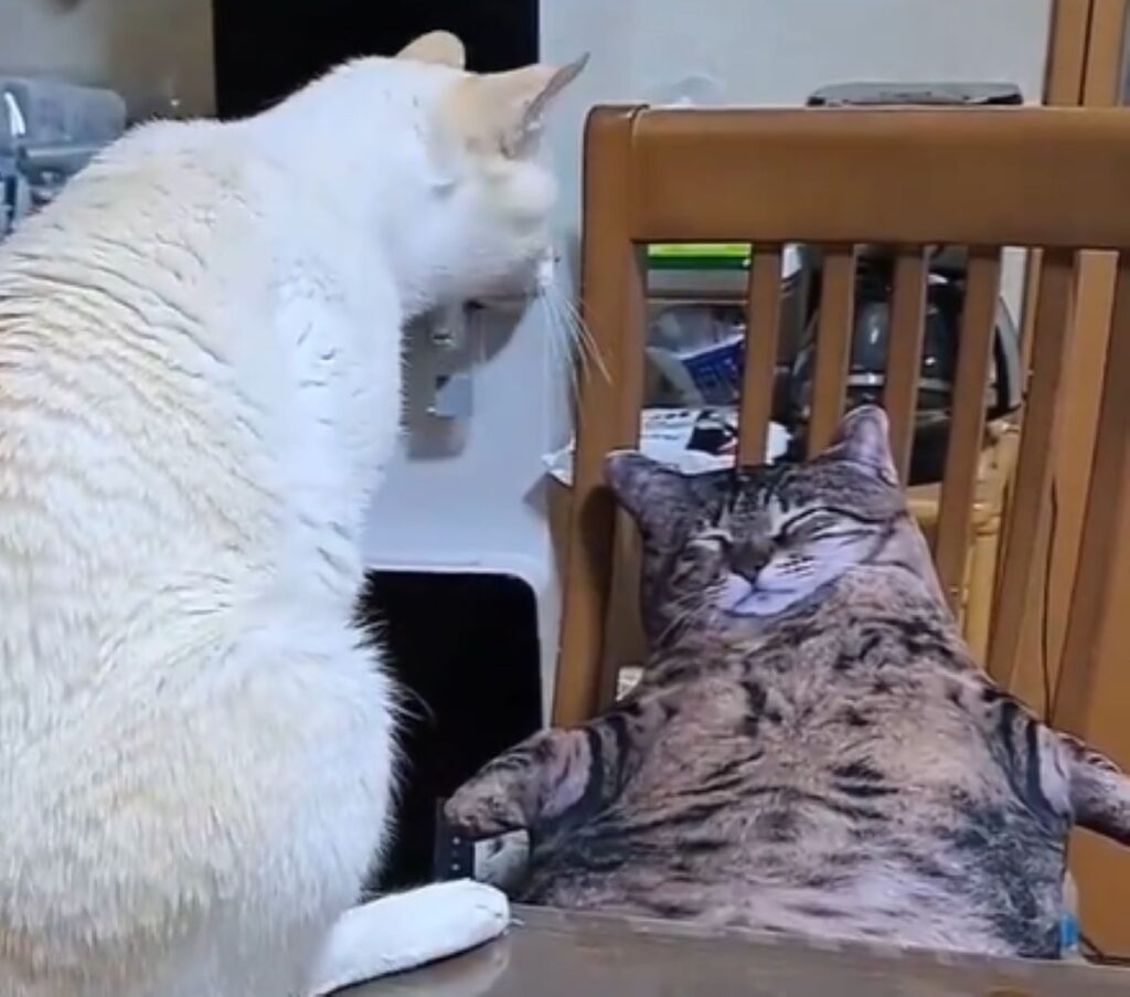 本物の猫だと思っているのでしょうか？（@amechan_amenboさんより提供）