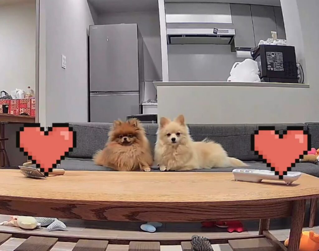 【実際の写真6枚】　飼い主さんが見た光景