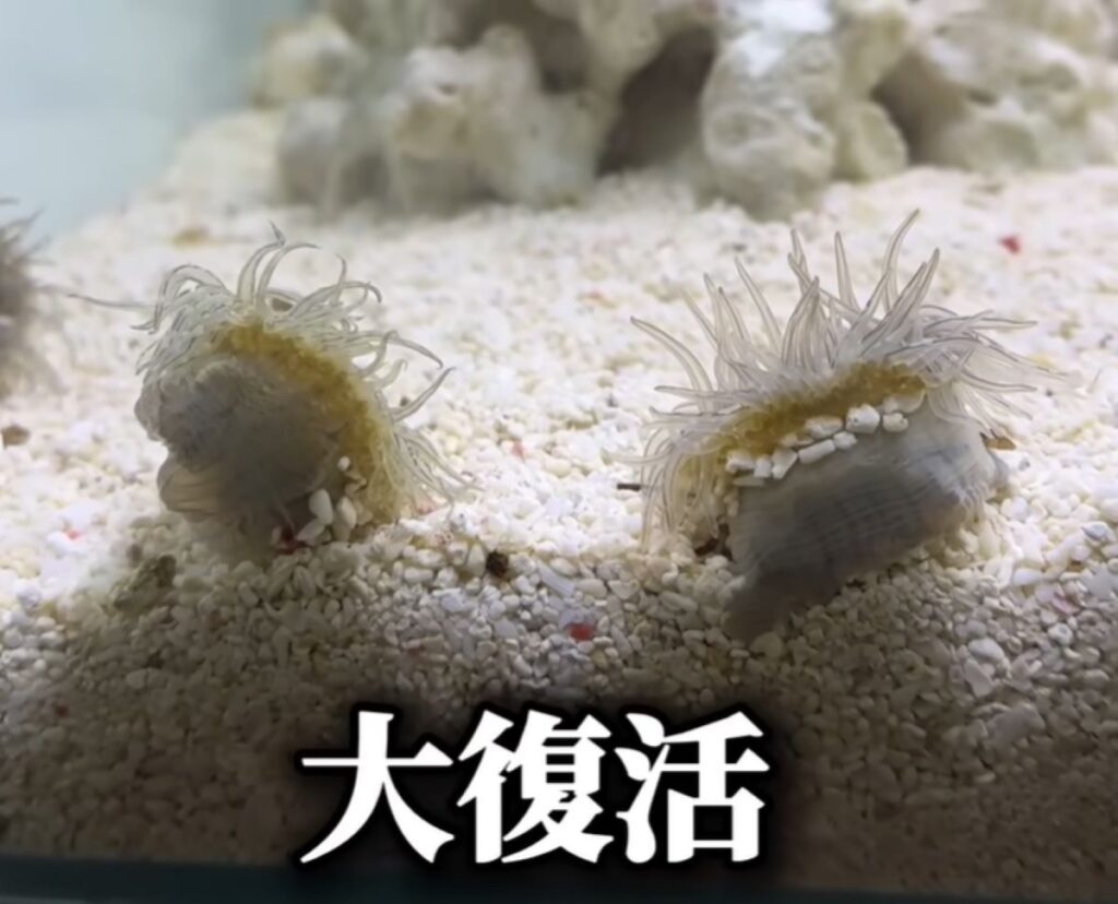 復活したイソギンチャク（@waterramenさんより提供）