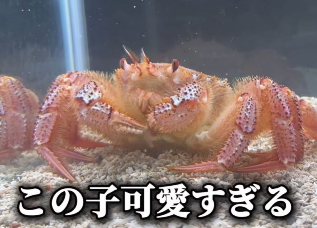 毛ガニも元気になりました（@waterramenさんより提供）